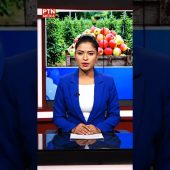 Humla needs palika certificate for not to sell raw apples #nepalinews #nepal #applefromnepal